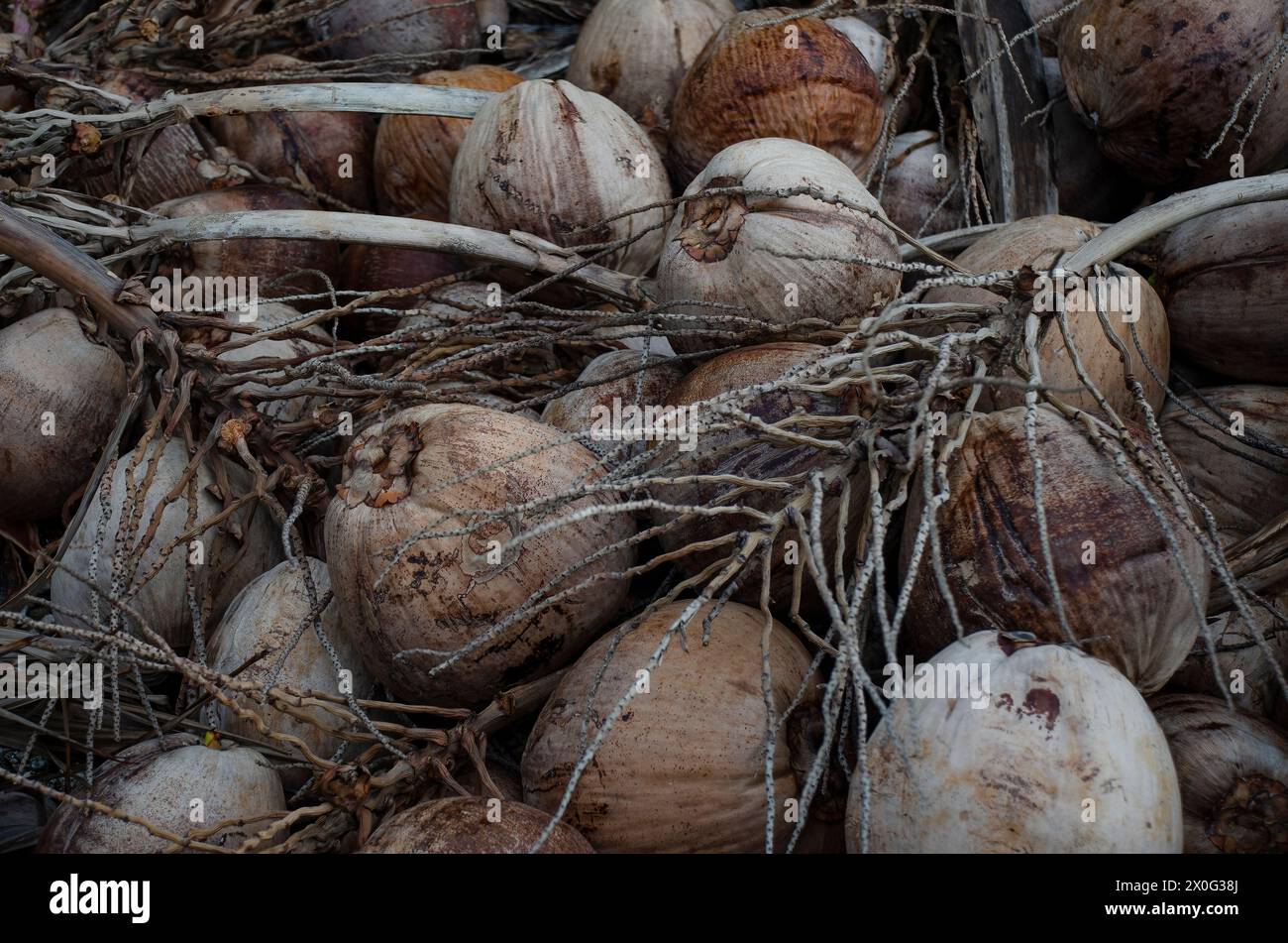 Un mucchio di frutti di cocco maturi Foto Stock