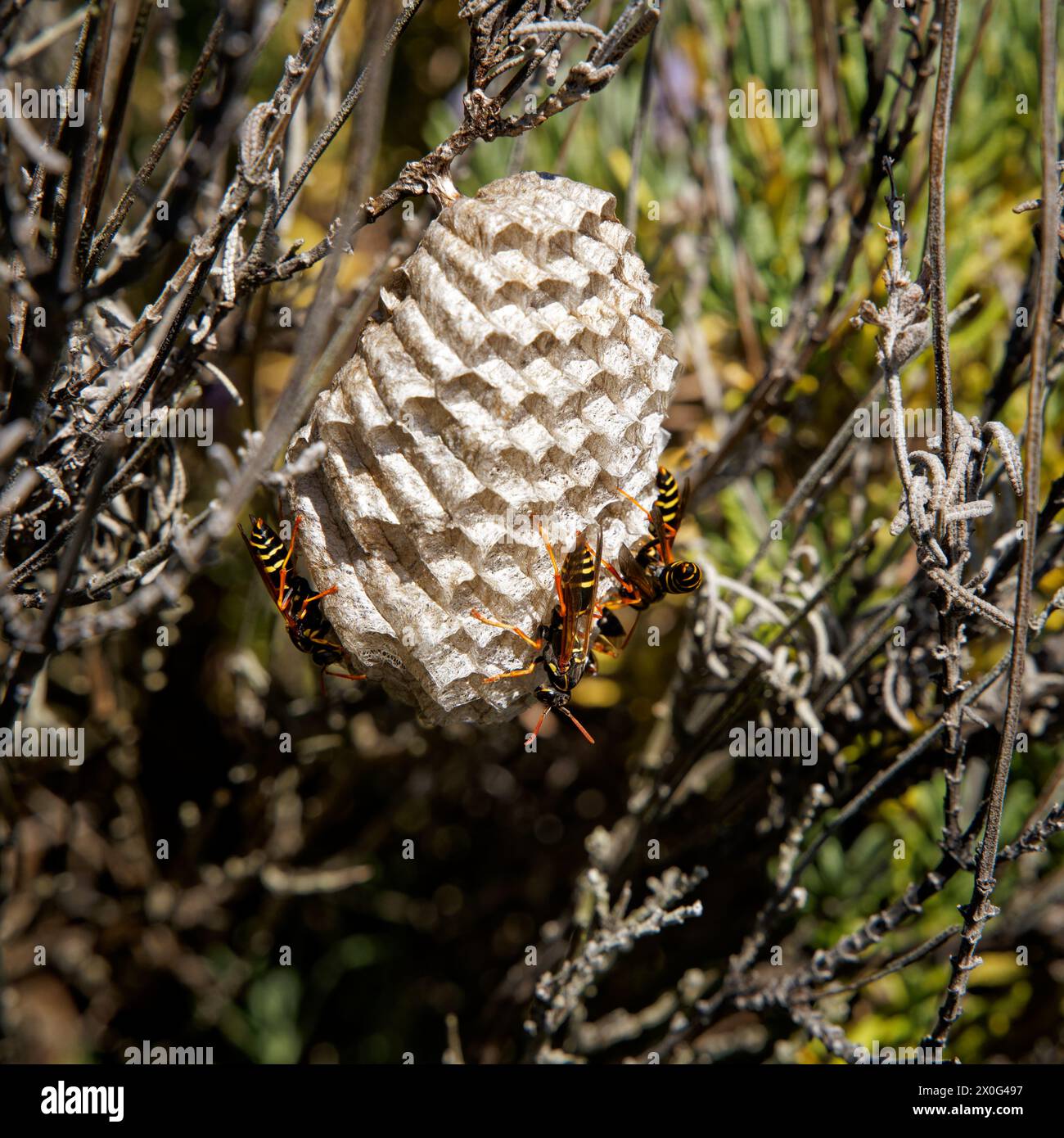 Nido di vespa di carta su un cespuglio di lavanda. Tasman, South Island, Aotearoa / nuova Zelanda. Foto Stock