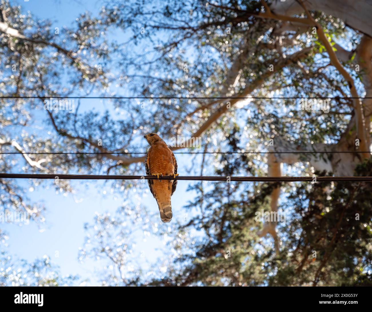 Hawk con spalle rosse seduto su linee elettriche nel parco di San Francisco Foto Stock