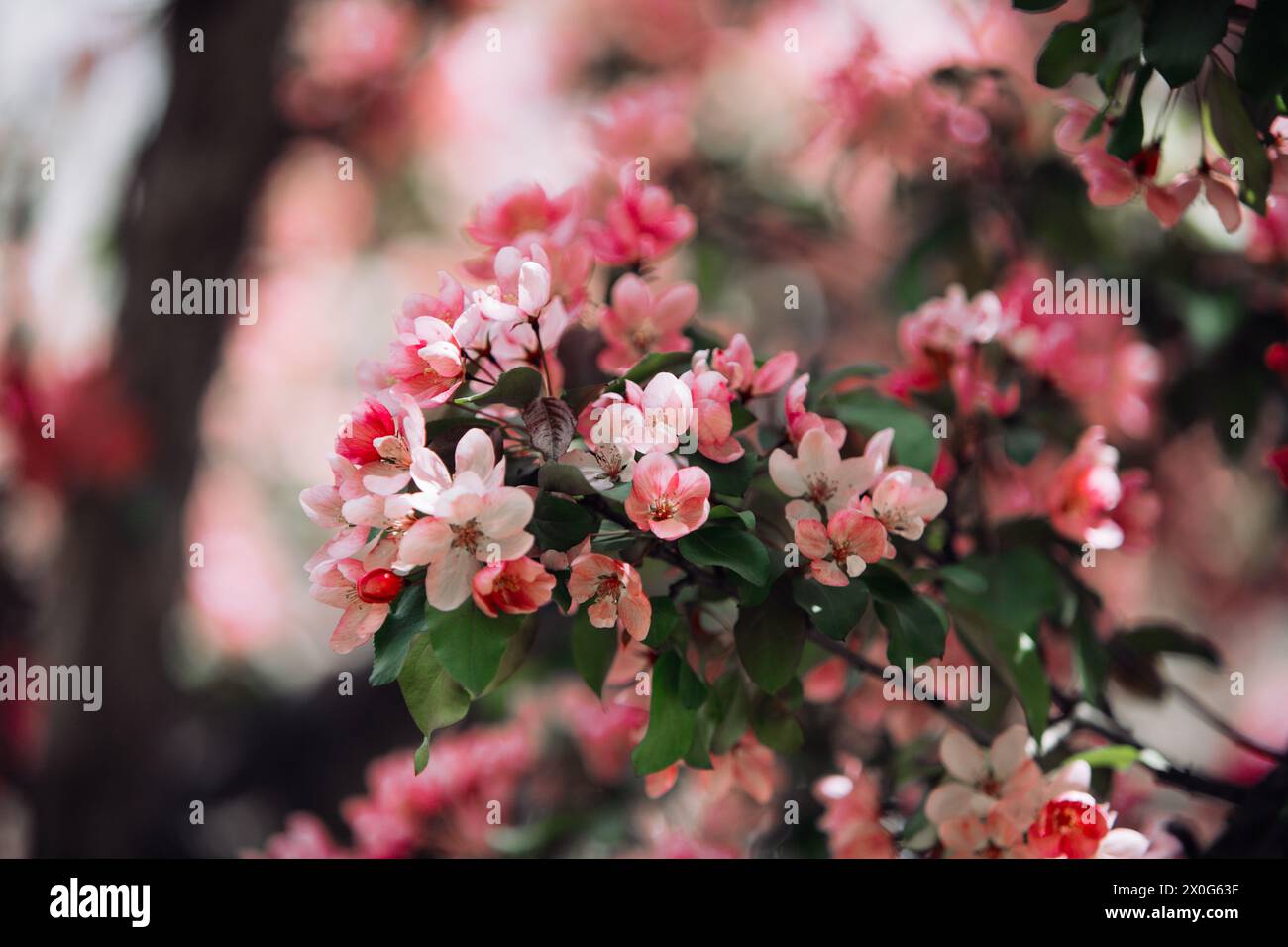 Vista ravvicinata di un albero rosa di redbud orientale in fiore Foto Stock
