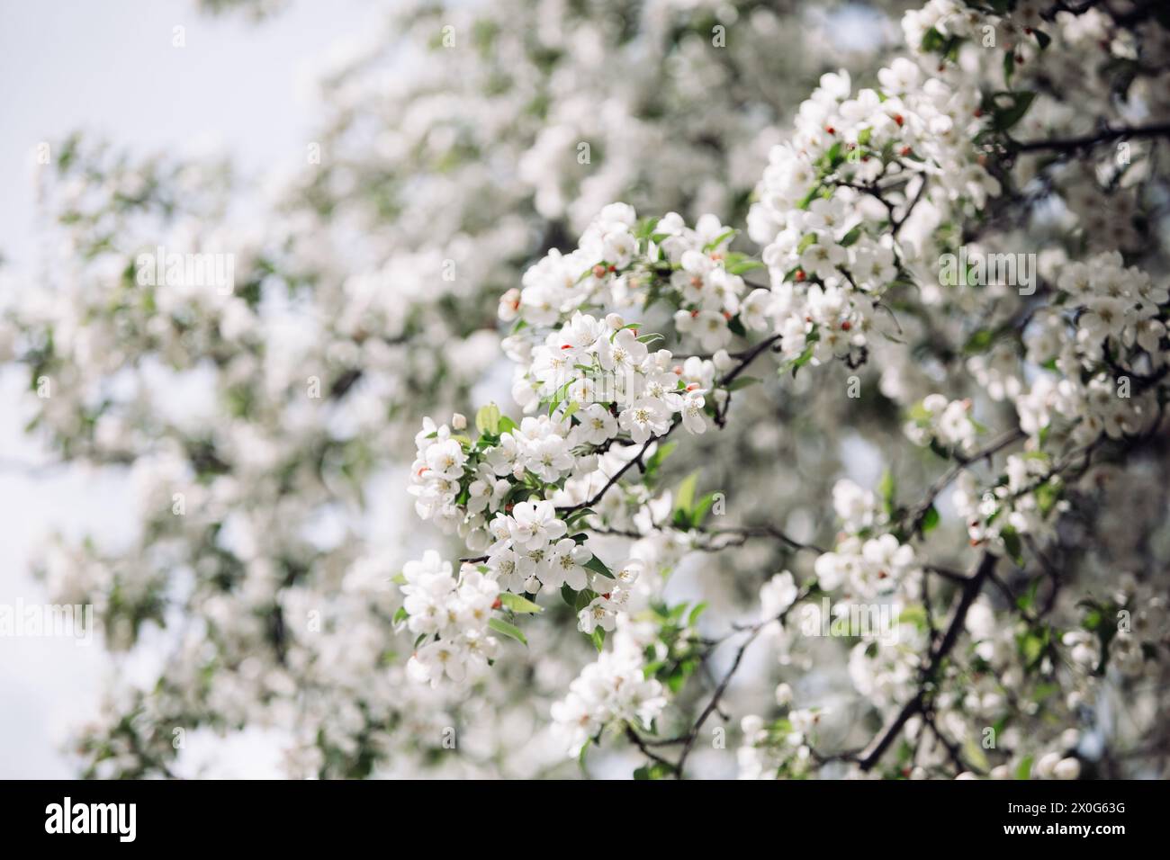 Rami di un albero primaverile di crabapple in fiore Foto Stock