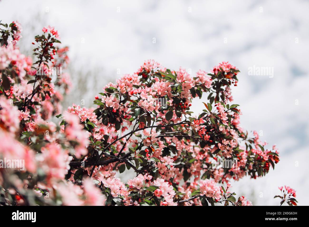 Vista di un albero rosa di Redbud orientale in piena fioritura Foto Stock