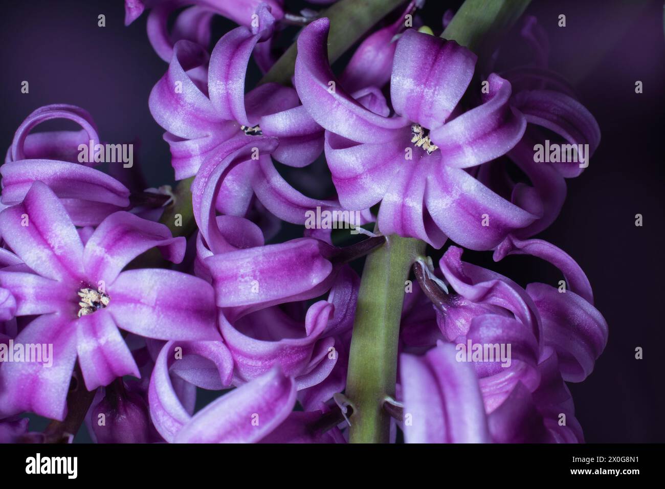 Un primo piano dei fiori georgoreggianti su uno splendido Giacinto viola che mostra diverse teste di fiori luccicanti Foto Stock