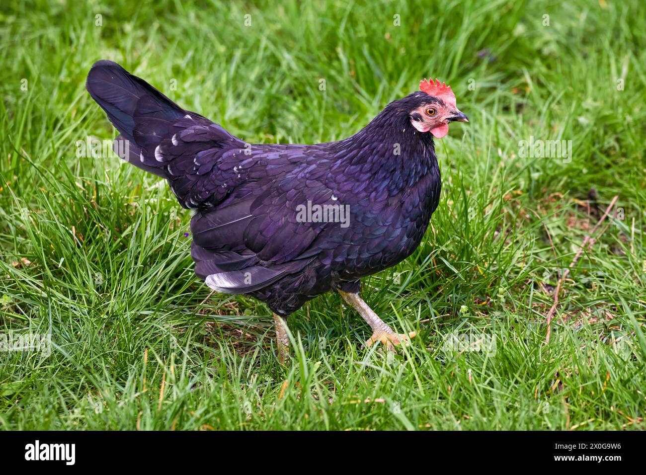 Immagine di gallina nera di uccello piumato domestico su erba verde Foto Stock