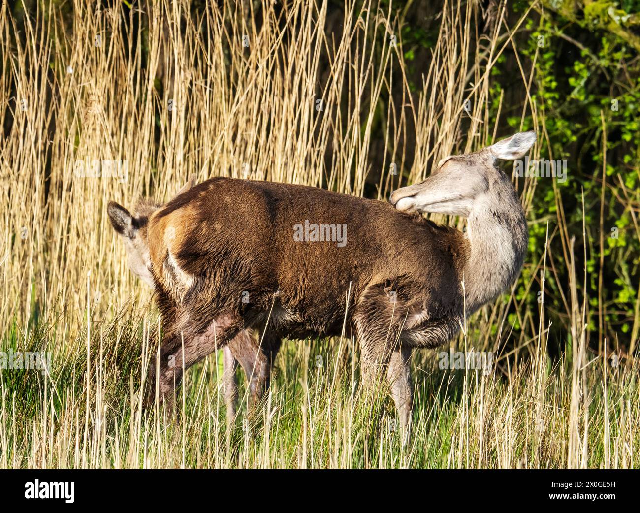 Red Deer, Cervus elaphus a Leighton Moss, Silverdale, Lancashire, Regno Unito. Foto Stock