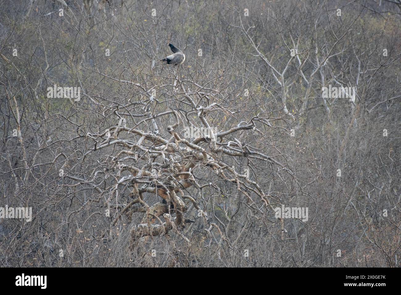 Uccelli selvatici indiani (Pavo cristatus), seduti su un albero fantasma della riserva Jhalana nel Rajasthan in India Foto Stock