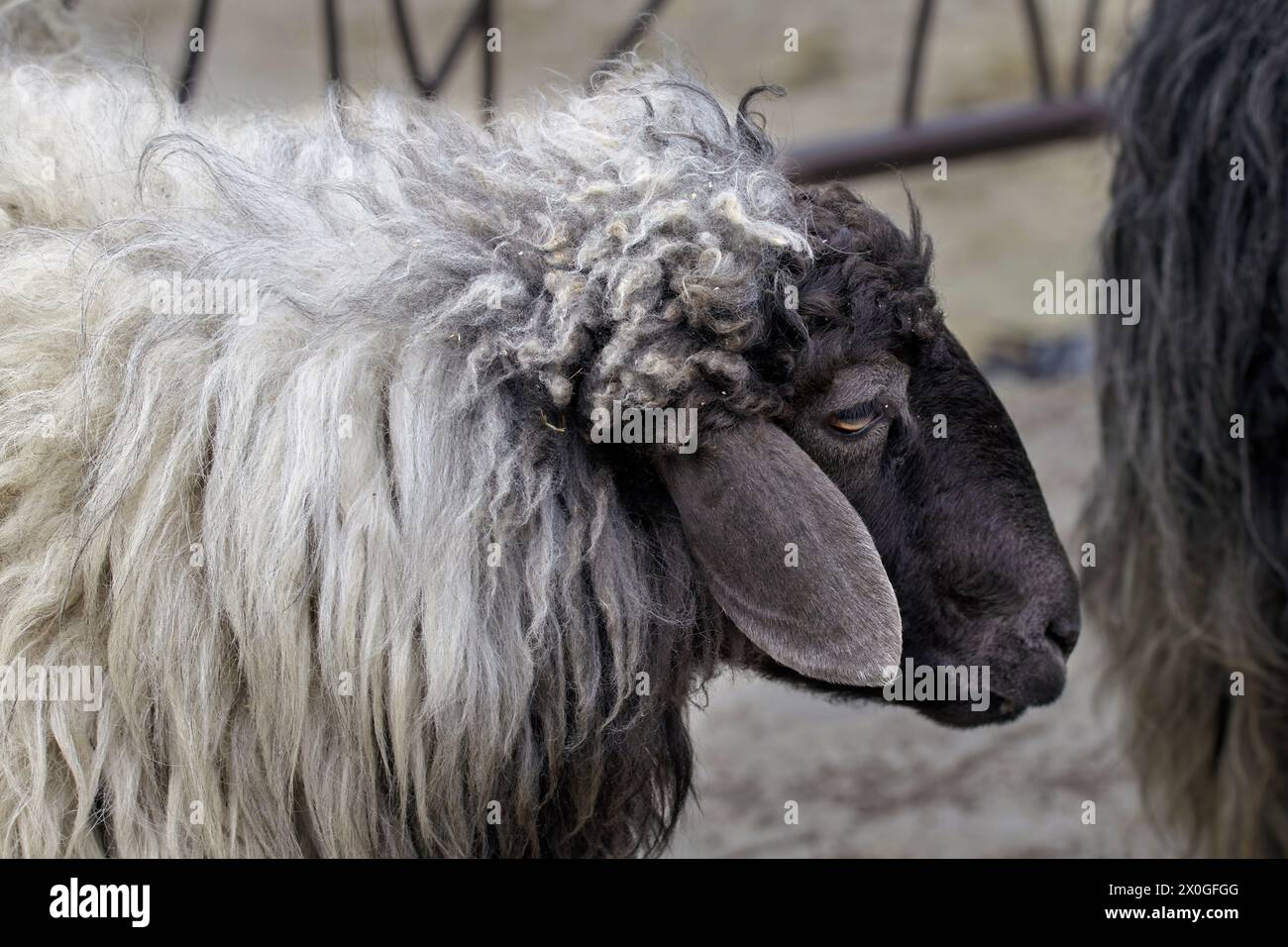 Immagine di una pecora animale con una museruola nera Foto Stock