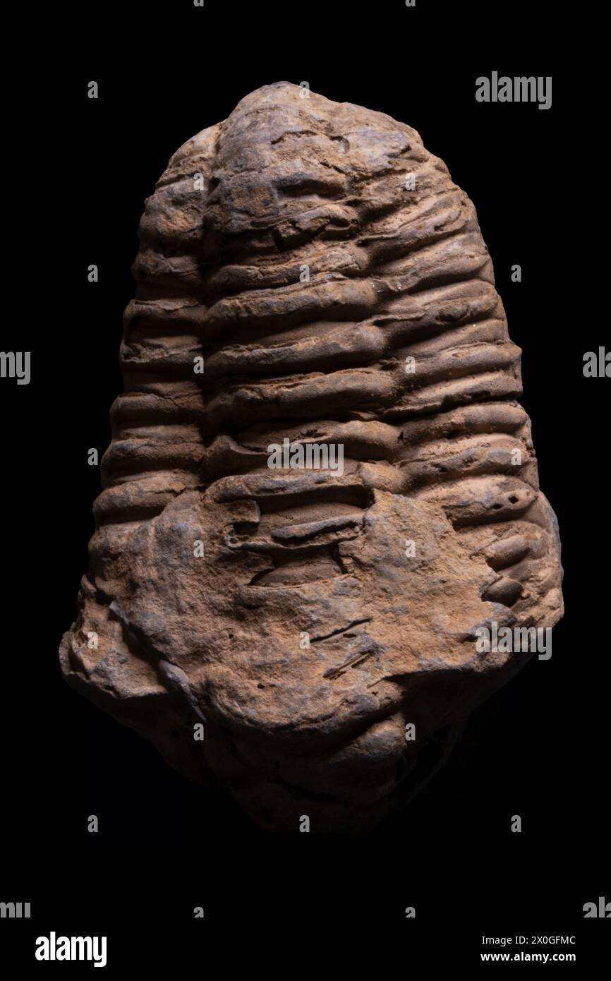 Affascinante fossile di trilobite: Antico artropode marino conservato in pietra, un affascinante esemplare per collezionisti Foto Stock