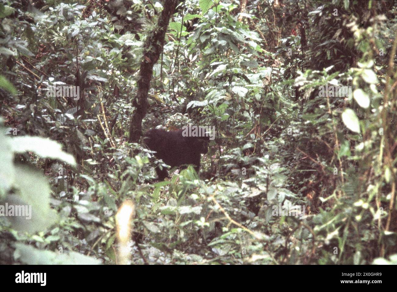Un gorilla nel boschetto della foresta pluviale nel Parco Nazionale di Kahuzi-Biega. [traduzione automatizzata] Foto Stock