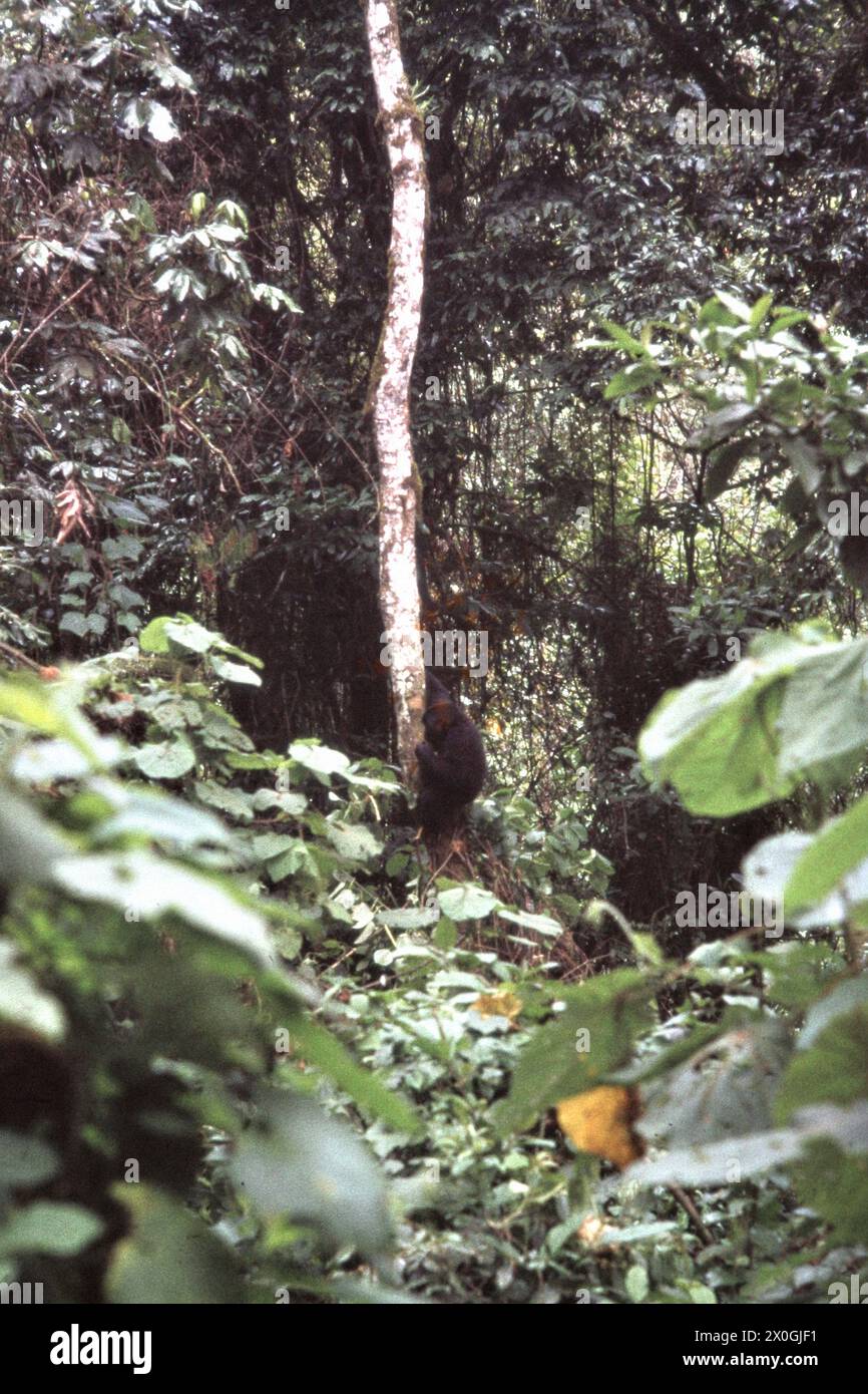 Un gorilla scende da un albero nella foresta pluviale del Parco Nazionale di Kahuzi-Biega. [traduzione automatizzata] Foto Stock