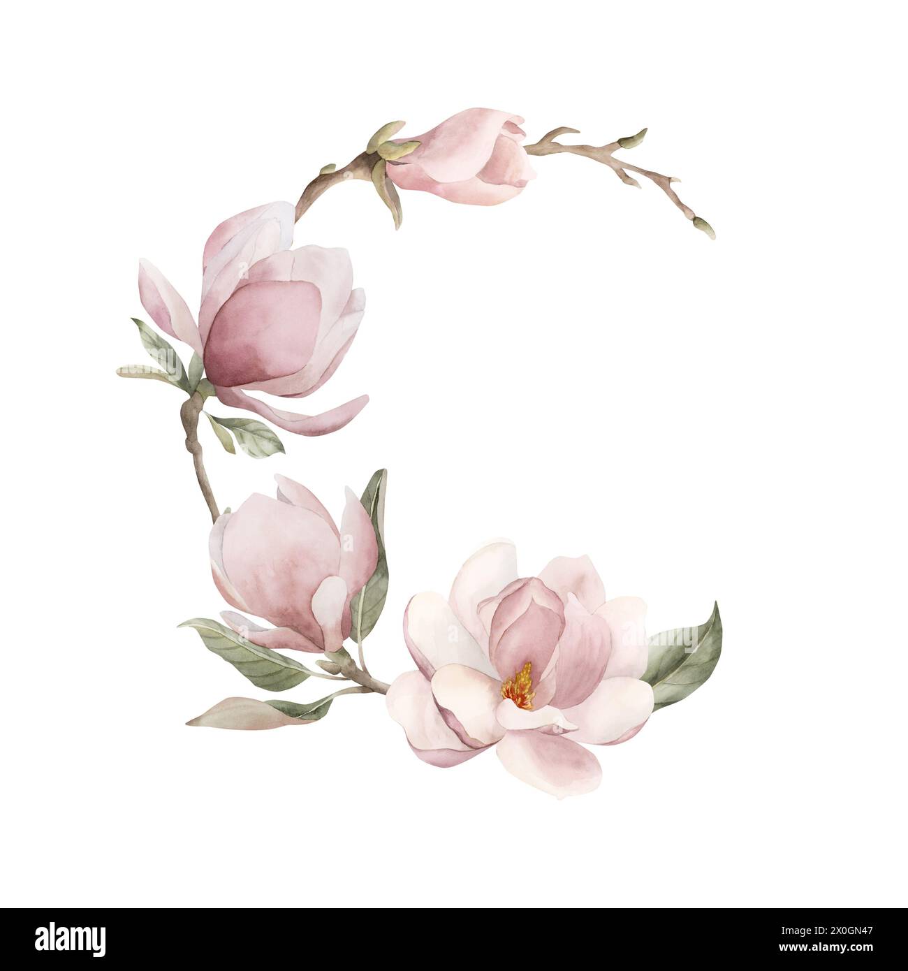 Composizione di fiori, gemme, rametti e foglie di magnolia rosa chiaro. Disposizione semicircolare. Illustrazione ad acquerello floreale dipinta a mano isolata su Foto Stock