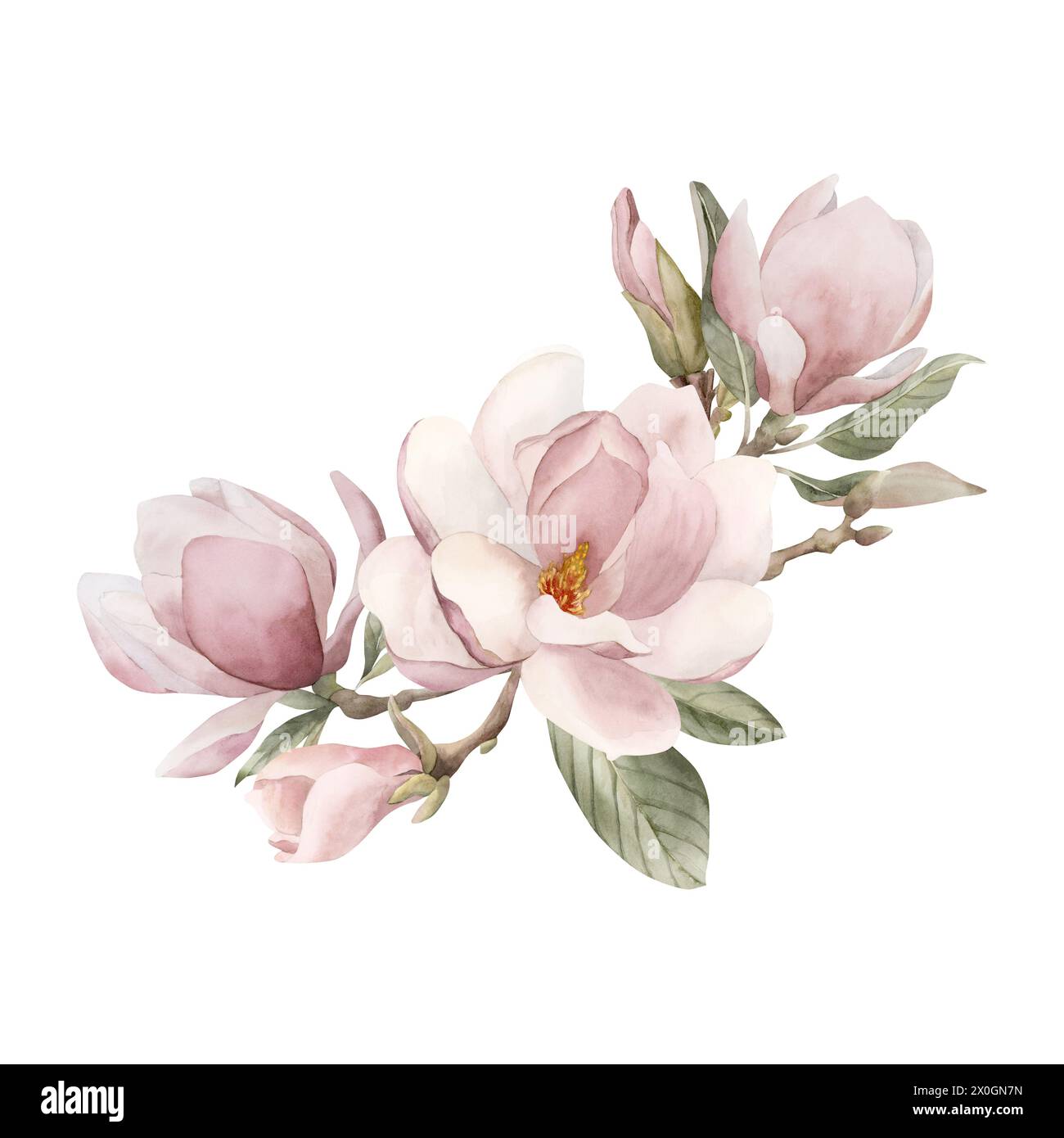 Composizione di fiori, gemme, rametti e foglie di magnolia rosa chiaro. Illustrazione ad acquerello floreale dipinta a mano isolata su sfondo bianco. Primavera Foto Stock
