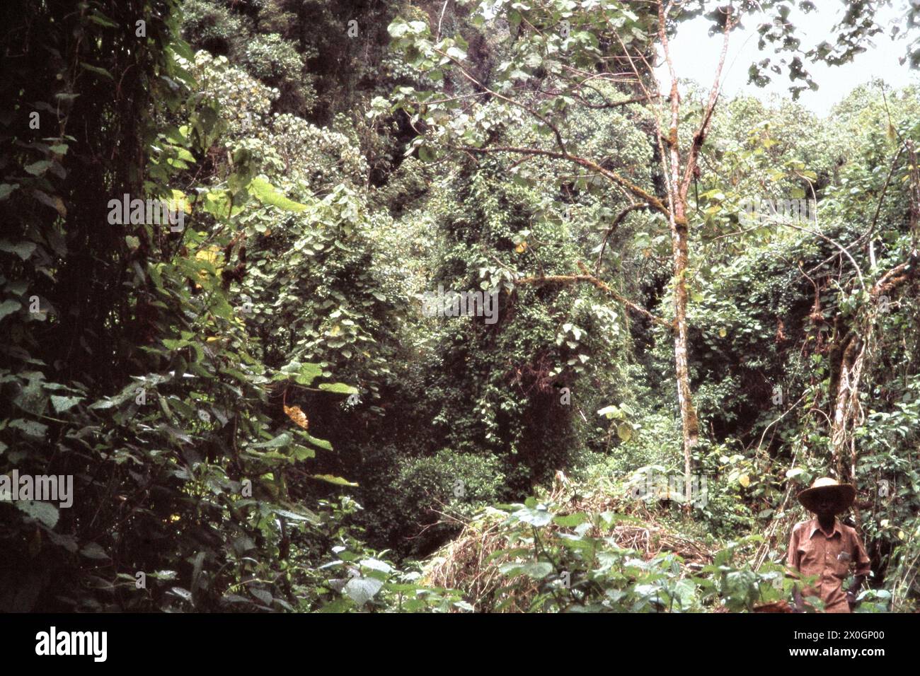 Un uomo nella foresta pluviale del Parco Nazionale di Kahuzi-Biega. [traduzione automatica] Foto Stock