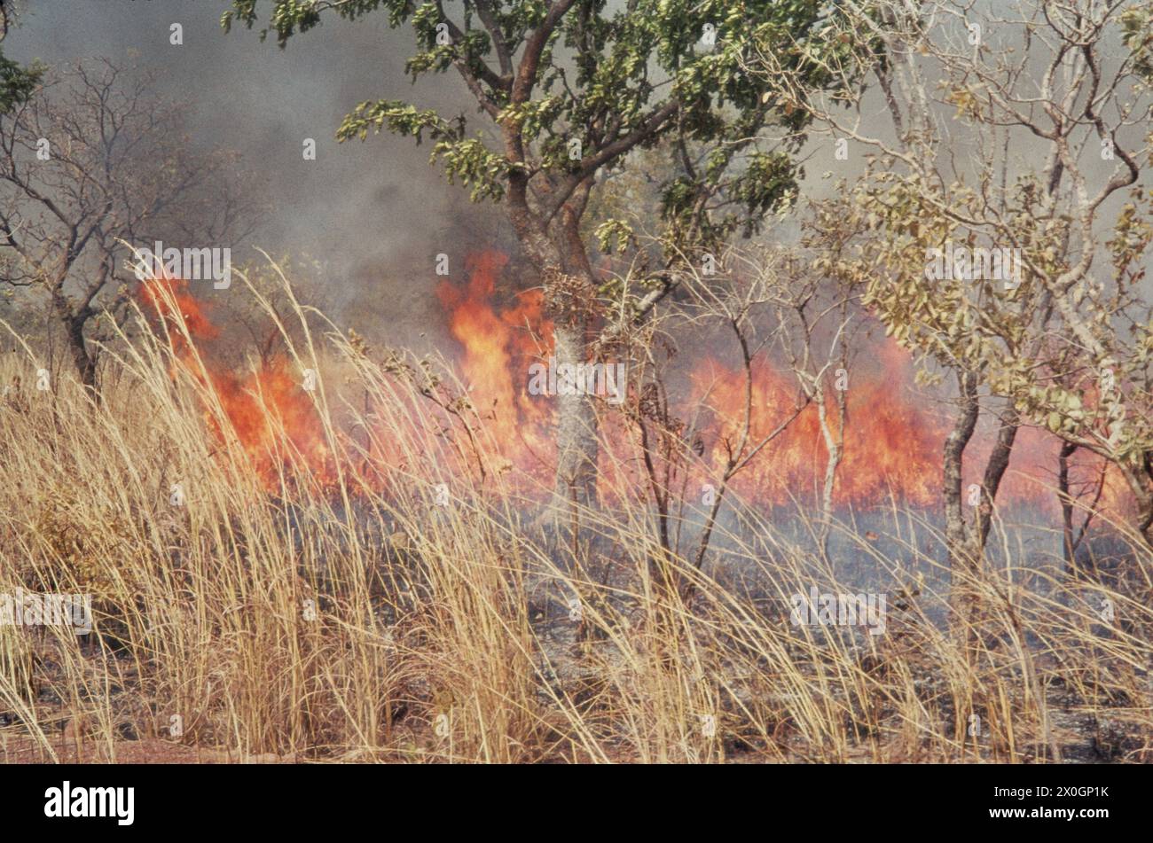 Un fuoco di cespuglio nel paesaggio vicino Kandi. [traduzione automatica] Foto Stock