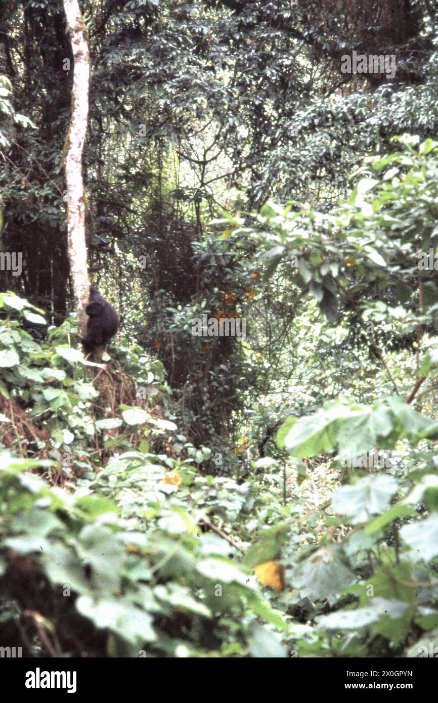 Un gorilla scende da un albero nella foresta pluviale del Parco Nazionale di Kahuzi-Biega. [traduzione automatizzata] Foto Stock
