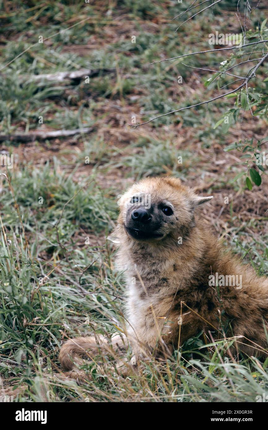 La piccola iena macchiata ha spinto le orecchie a testa, giace nell'erba verde. Detenzione di animali selvatici in uno zoo di riabilitazione. L'animale guarda la telecamera. Foto Stock