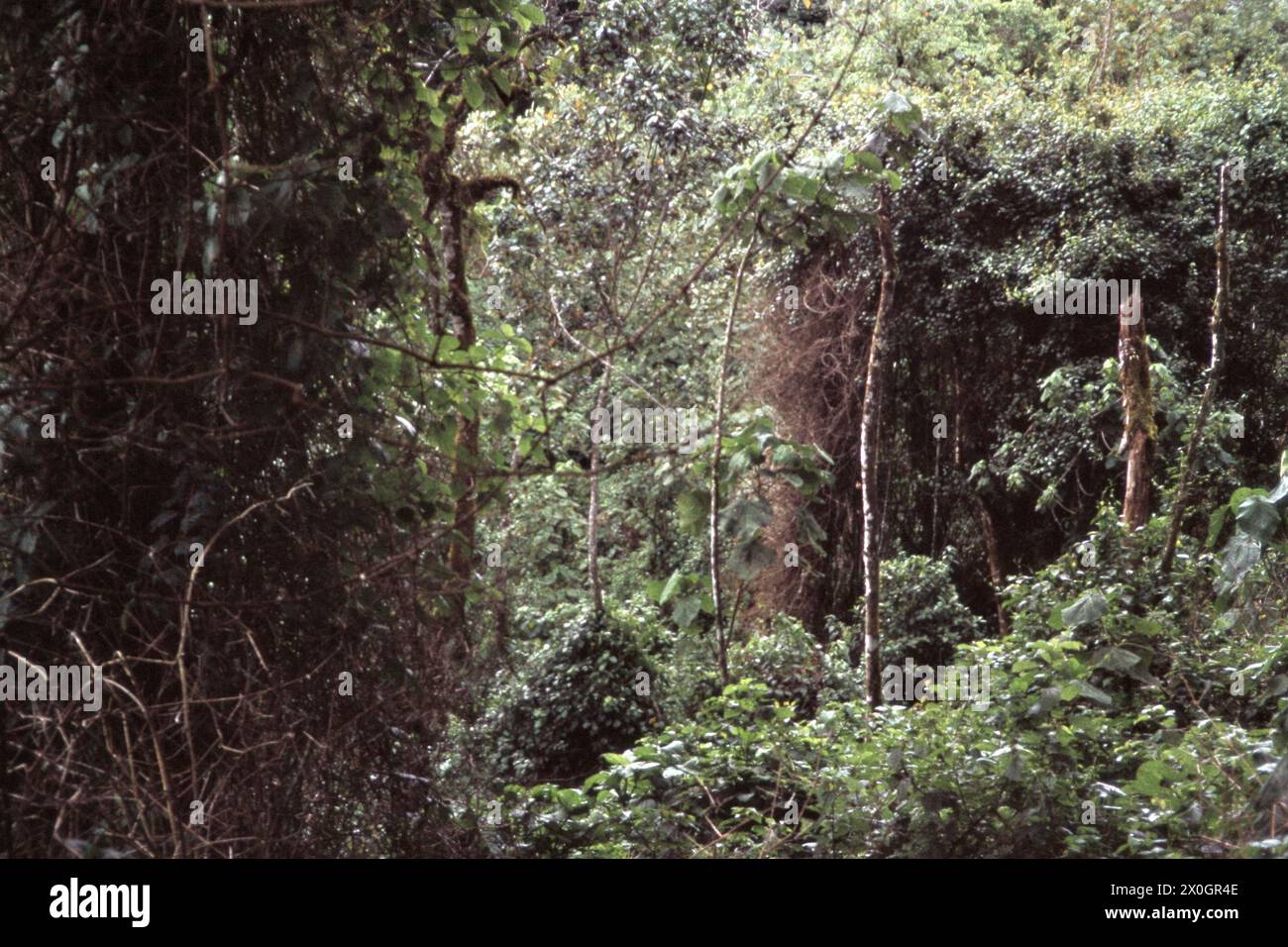 La foresta pluviale nel Parco Nazionale di Kahuzi-Biega. [traduzione automatizzata] Foto Stock