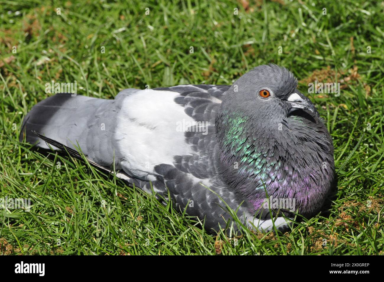 Rock dove rilassata Foto Stock