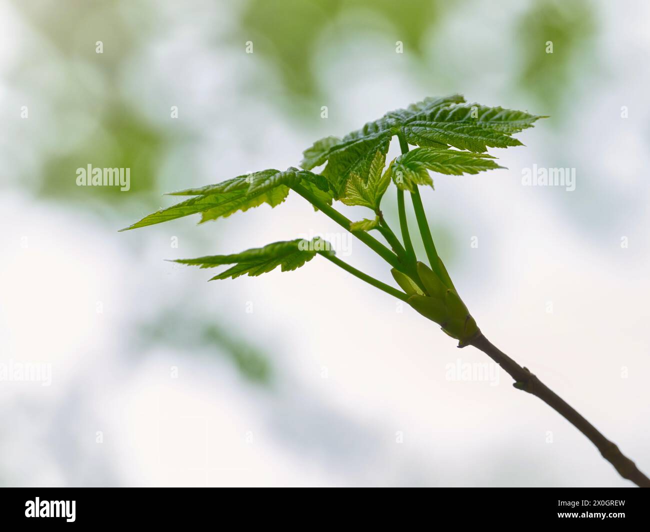 Foglie verdi fresche di primavera su un ramo sottile con un morbido sfondo sfocato, un'immagine della natura minimalista che simboleggia la crescita, il rinnovamento e la calma bellezza naturale Foto Stock