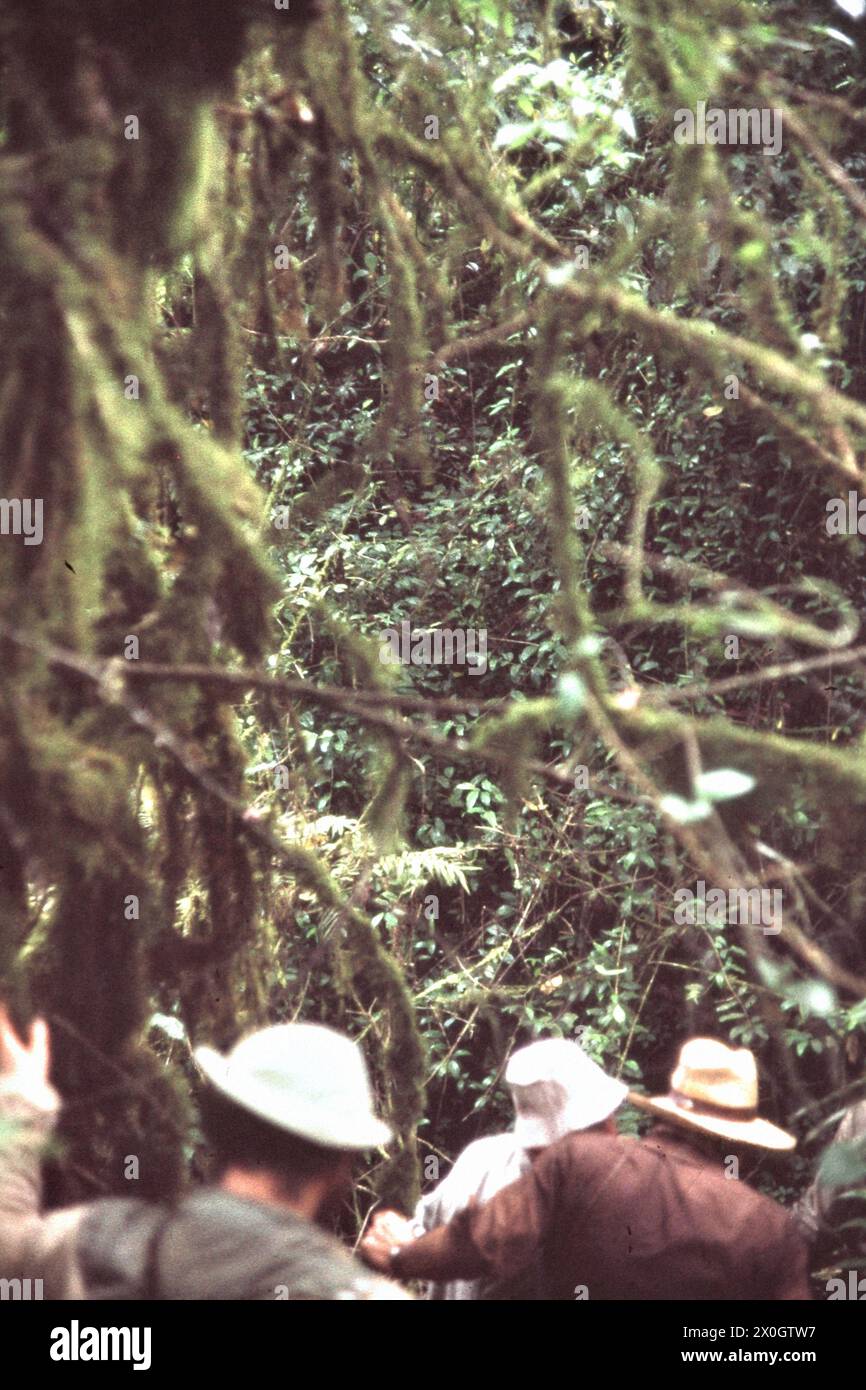 Un gruppo di turisti nella foresta pluviale del Parco Nazionale di Kahuzi-Biega. [traduzione automatizzata] Foto Stock