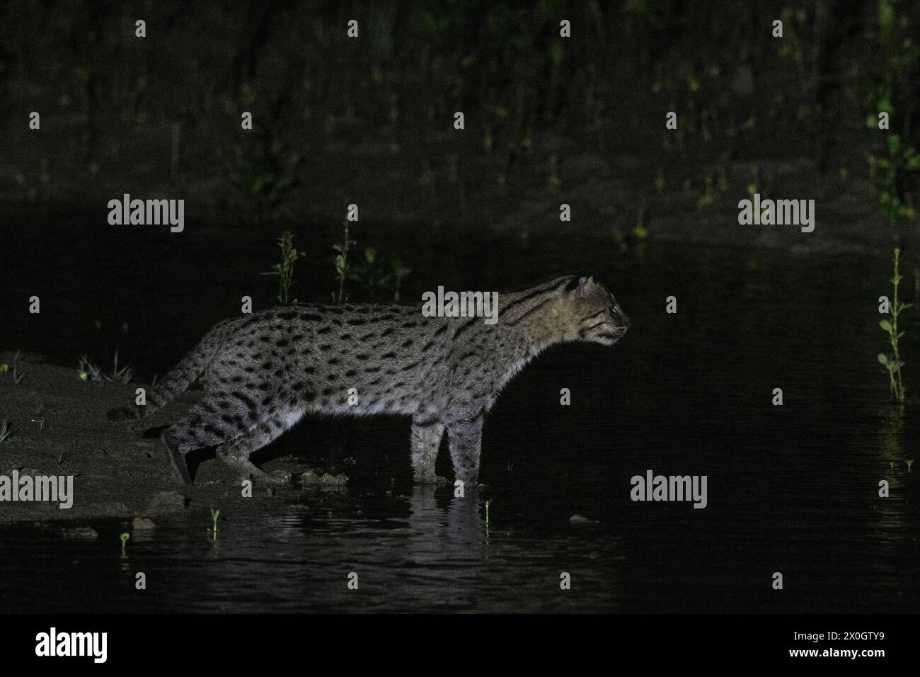 Gatto da pesca, Prionailurus viverrinus, Bhitarkanika, Orissa, India Foto Stock
