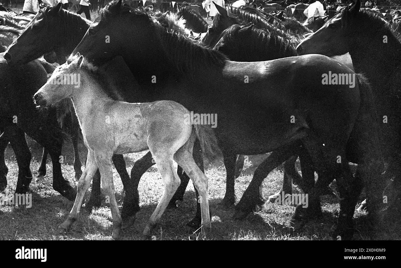 I cavalli selvaggi di Dülmen vengono catturati nella foto. [traduzione automatizzata] Foto Stock