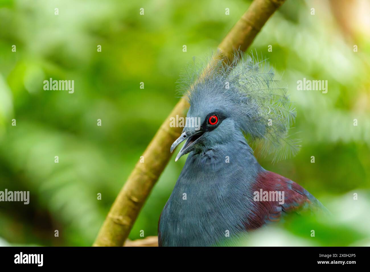 Grande piccione blu. Piccione coronato occidentale, Goura cristata, ritratto di dettaglio Foto Stock