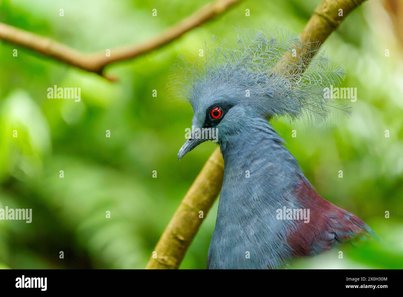 Grande piccione blu. Piccione coronato occidentale, Goura cristata, ritratto di dettaglio Foto Stock