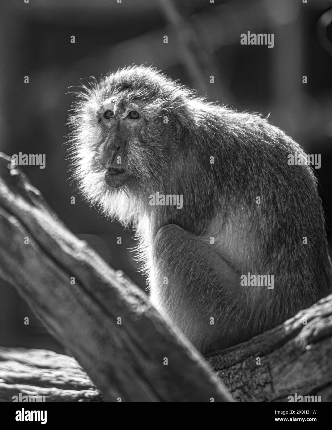 Javaneraffe, Langschwanzmakak, Java-Makak, Krabbenesser (Macaca fascicularis), macaco dalla coda lunga, donna Foto Stock