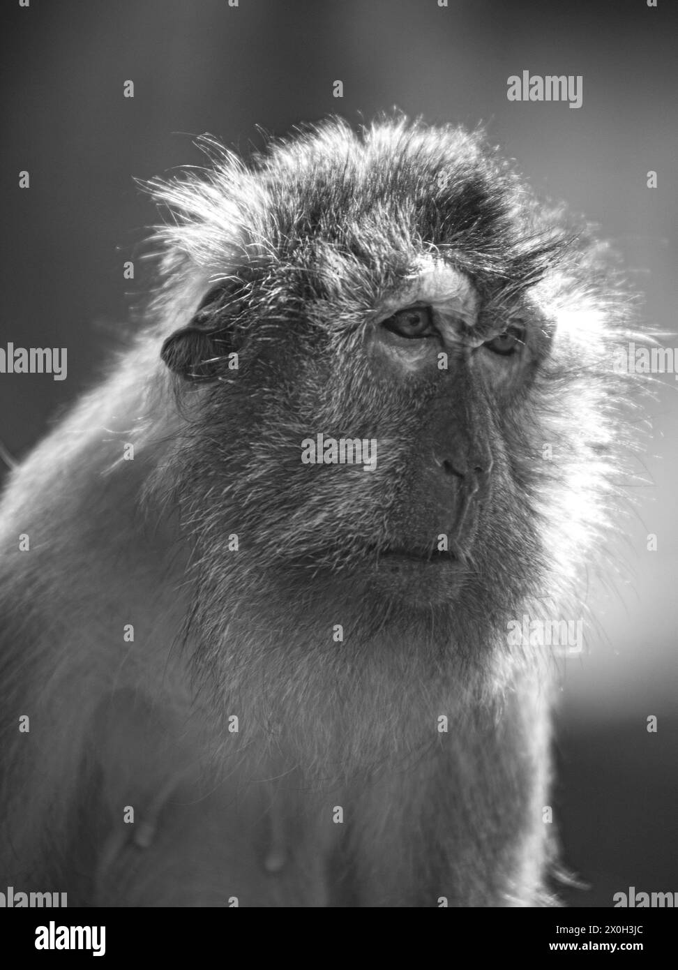 Javaneraffe, Langschwanzmakak, Java-Makak, Krabbenesser (Macaca fascicularis), macaco dalla coda lunga, donna Foto Stock