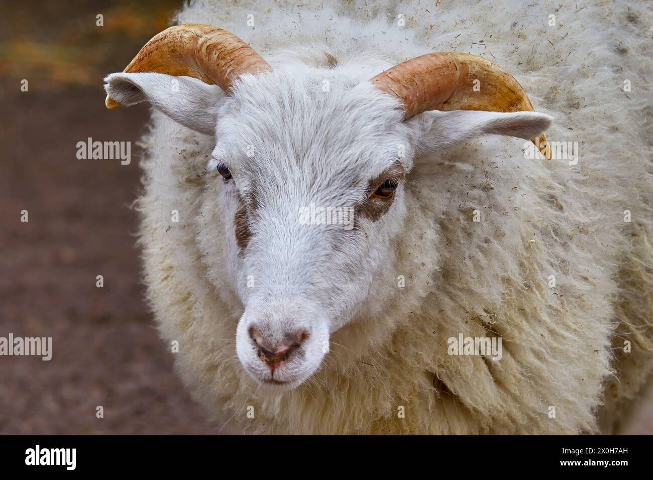 Immagine ritratto di una pecora con corna bianca di un animale domestico Foto Stock
