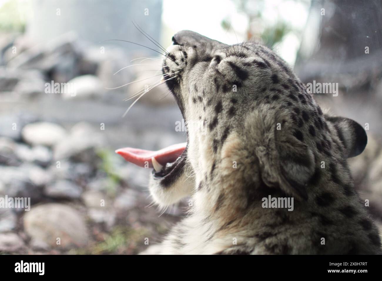 bellissimo leopardo delle nevi stanco di una lunga giornata Foto Stock