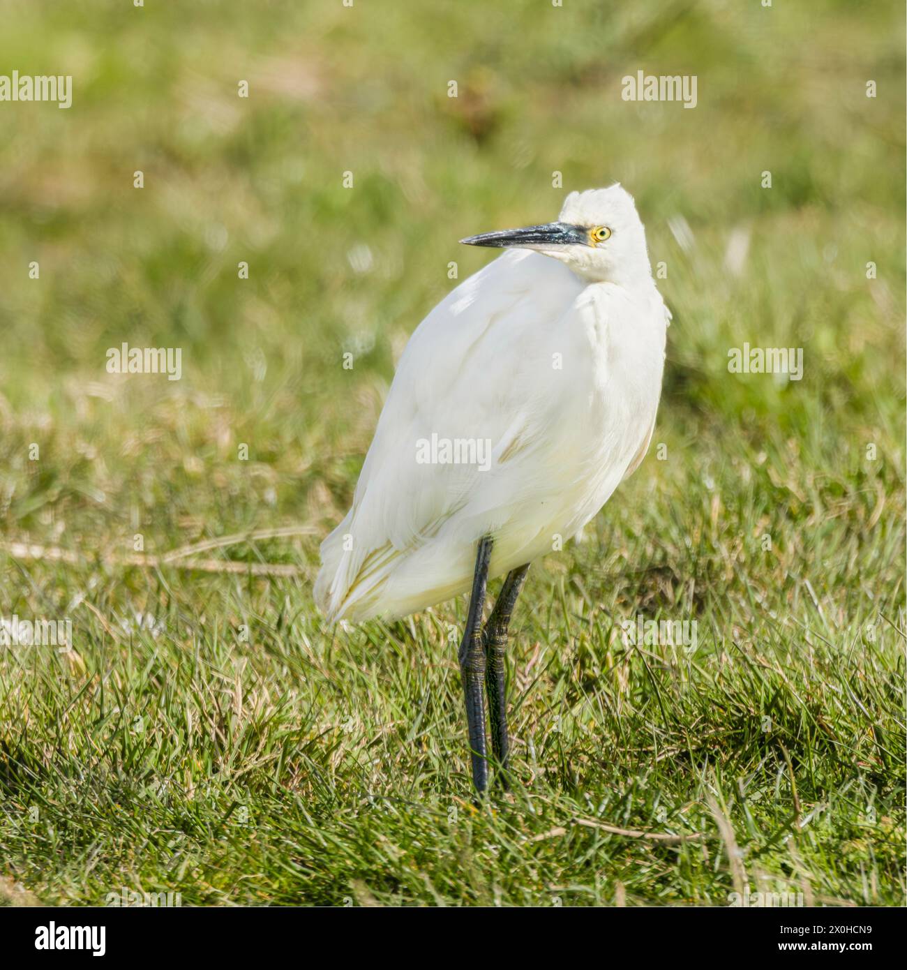Little Egret, norfolk Marshlands, Cley Marshes, Regno Unito Foto Stock