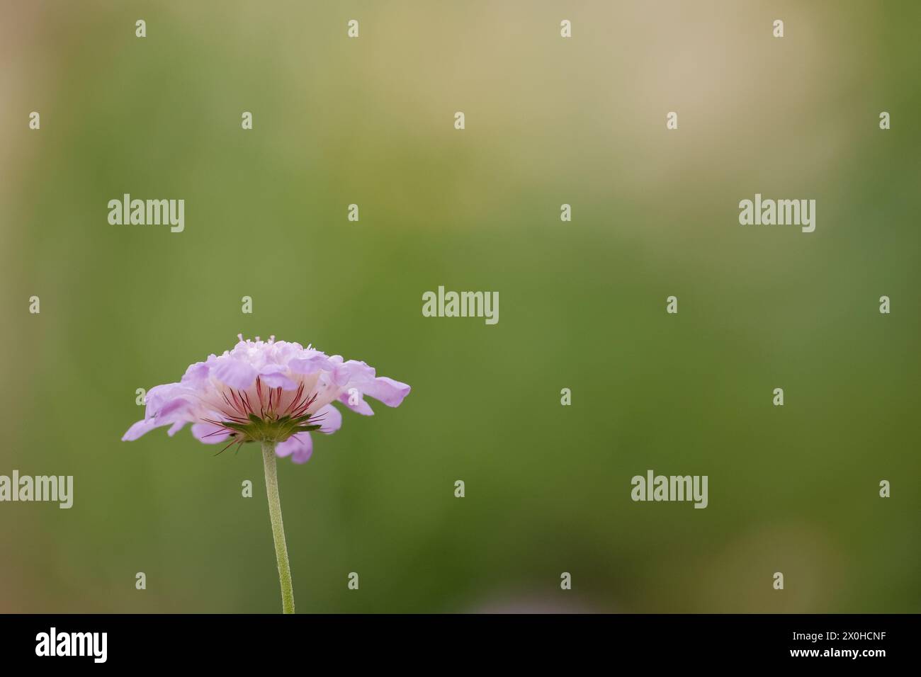 Fiore di scabiosa singolo con sfondo verde caldo e messa a fuoco limitata Foto Stock