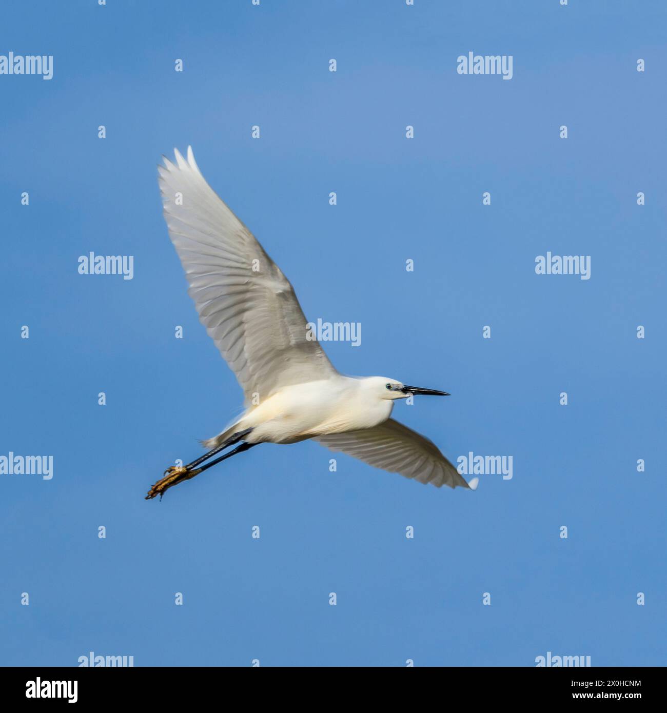 Little Egret, norfolk Marshlands, Cley Marshes, Regno Unito Foto Stock