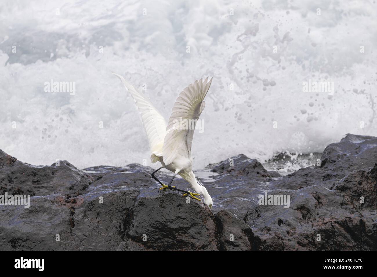 Piccola egretta (Egretta garzetta), pesca tra rocce vulcaniche e grandi onde, Tenerife, isole Canarie Foto Stock