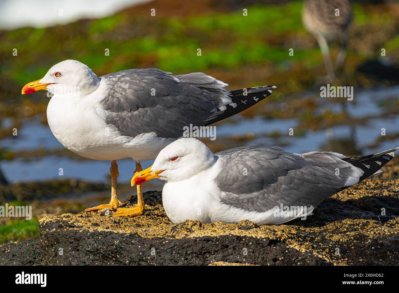 Gabbiani con le gambe gialle (Larus cachinnans atlantis), poggiati su rocce vulcaniche, con luce solare, e con pozzanghere sullo sfondo, Tenerife Foto Stock