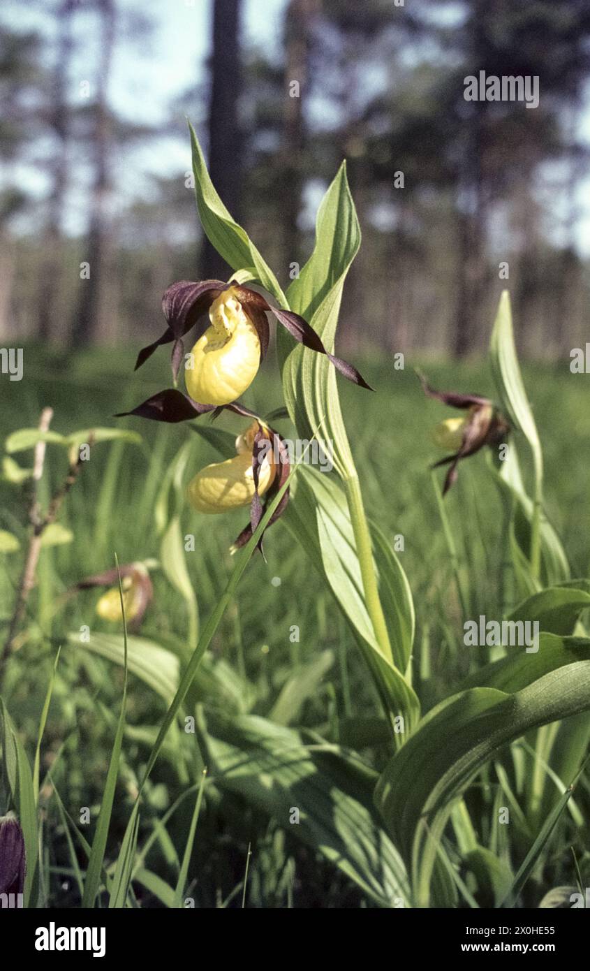 La pantofola gialla in pericolo (Cyperidium calceolus) fiorisce sotto i pini [traduzione automatica] Foto Stock