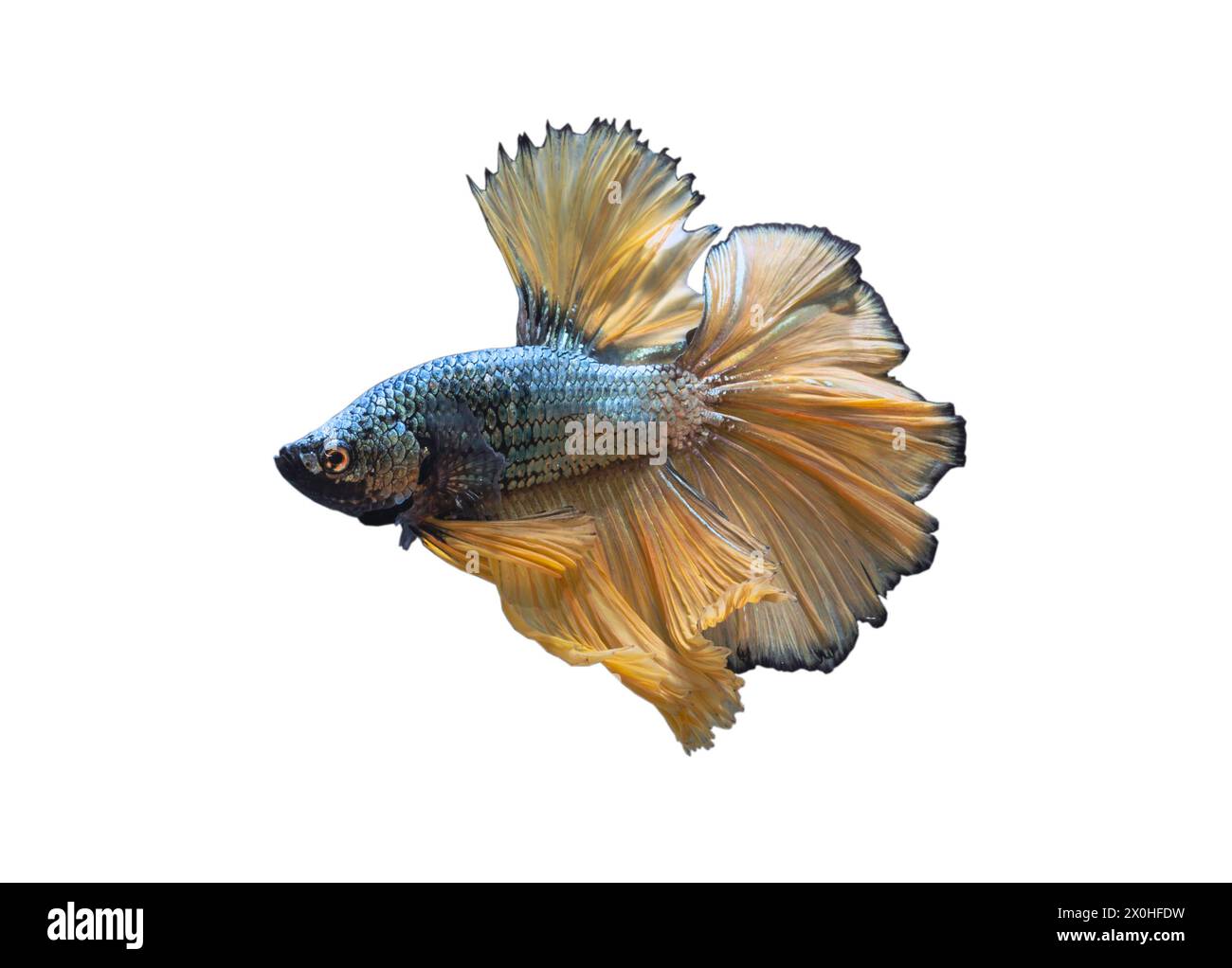 Dettaglio del pesce betta gialla o del pesce combattente siamese isolato su sfondo bianco con percorso di ritaglio. Bellissimo movimento di Betta Splendens (Pla Kad). Foto Stock