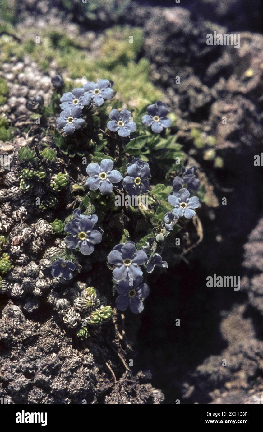 The Blue Sky Herald [traduzione automatica] Foto Stock