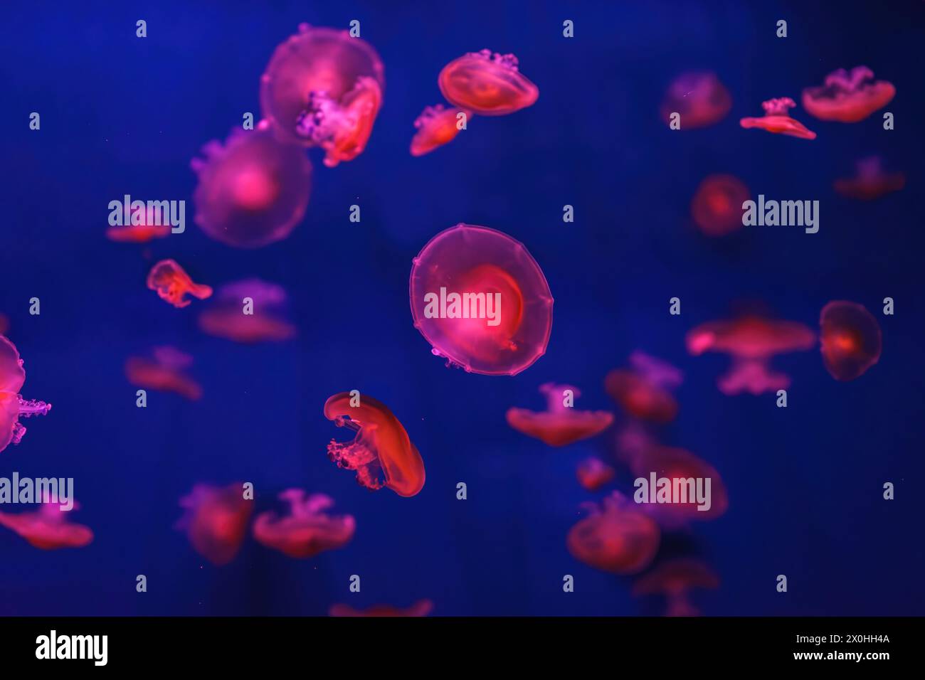 Meduse mediterranee, Cotylorhiza tuberculata o meduse d'uovo fritte che nuotano nell'acquario con illuminazione rossa della luce al neon. Organismo acquatico, AN Foto Stock