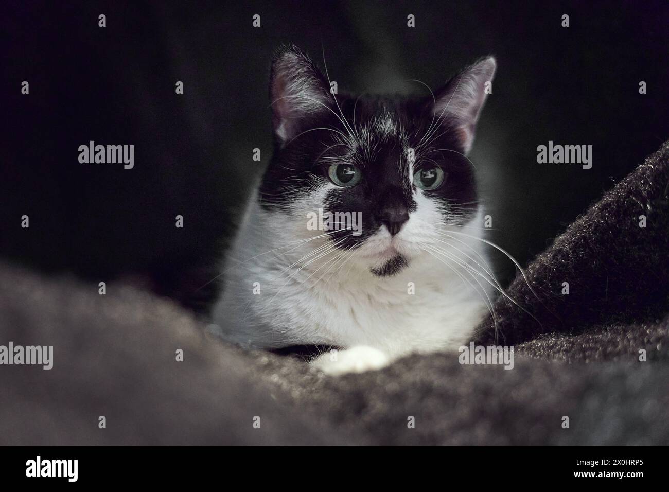 Augusta, Baviera, Germania - 10 aprile 2024: Gatto bianco e nero comodamente sdraiato su una coperta *** Schwarz Weiße Katze liegt gemütlich auf einer Decke Foto Stock