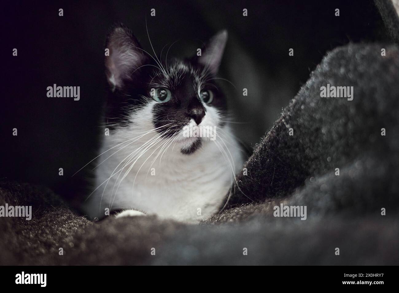 Augusta, Baviera, Germania - 10 aprile 2024: Gatto bianco e nero comodamente sdraiato su una coperta *** Schwarz Weiße Katze liegt gemütlich auf einer Decke Foto Stock