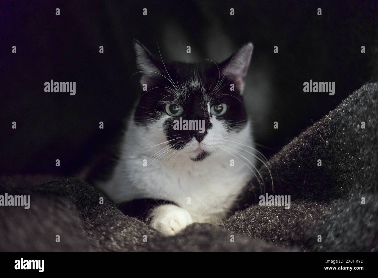 Augusta, Baviera, Germania - 10 aprile 2024: Gatto bianco e nero comodamente sdraiato su una coperta *** Schwarz Weiße Katze liegt gemütlich auf einer Decke Foto Stock