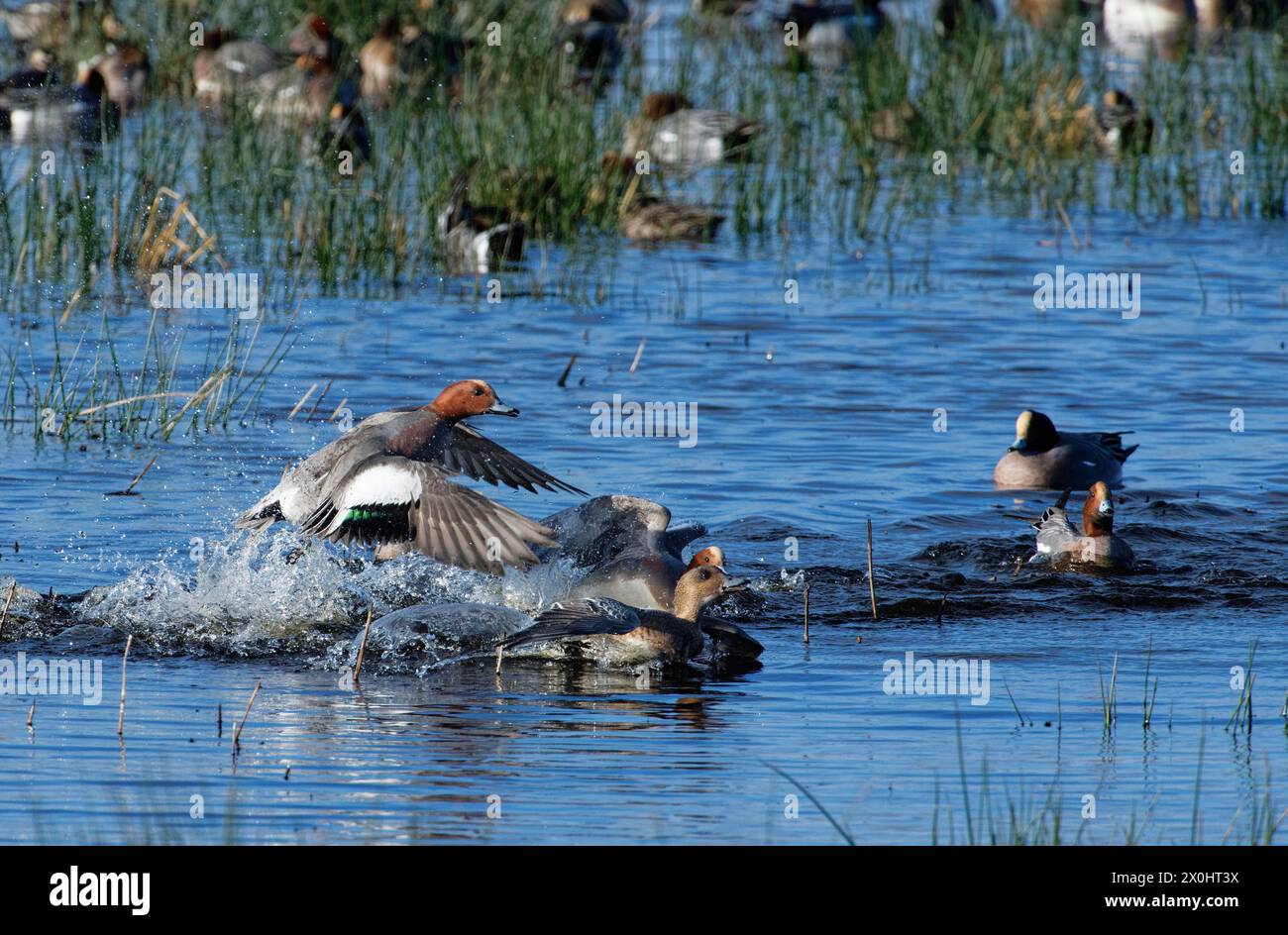 Wigeon (Anas penelope) prosciuga inseguendo un'anatra sulle paludi allagate durante il corteggiamento, RSPB Greylake Nature Reserve, Somerset Levels, Regno Unito, gennaio. Foto Stock