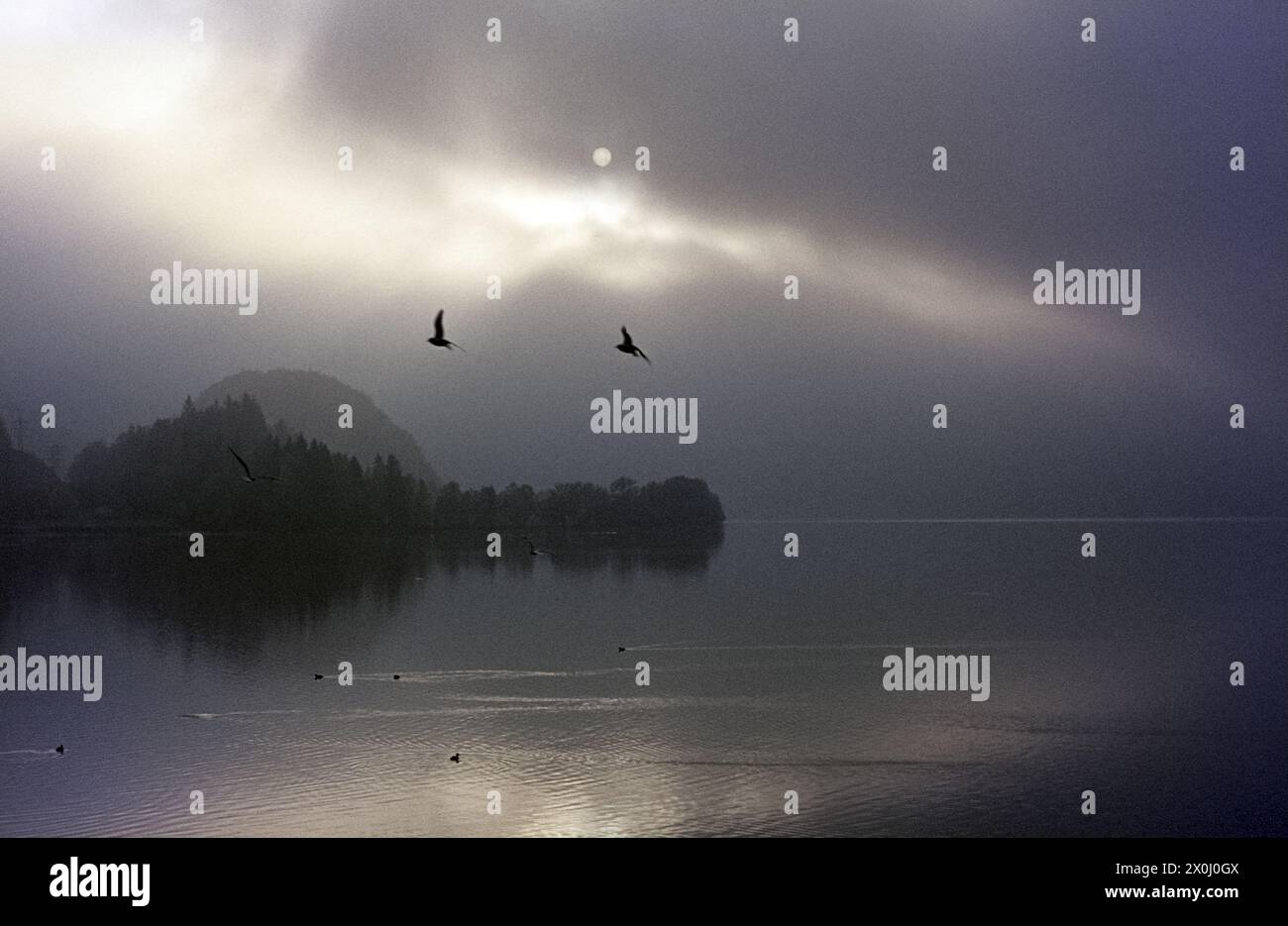 Nebbia d'autunno e uccelli sopra il Kochelsee. Registrazione non datata, circa 1975. [traduzione automatica] Foto Stock