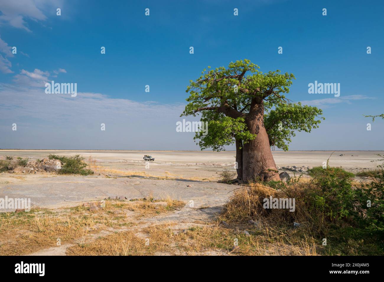 Baobab sull'isola di Kubu, Botswana Foto Stock