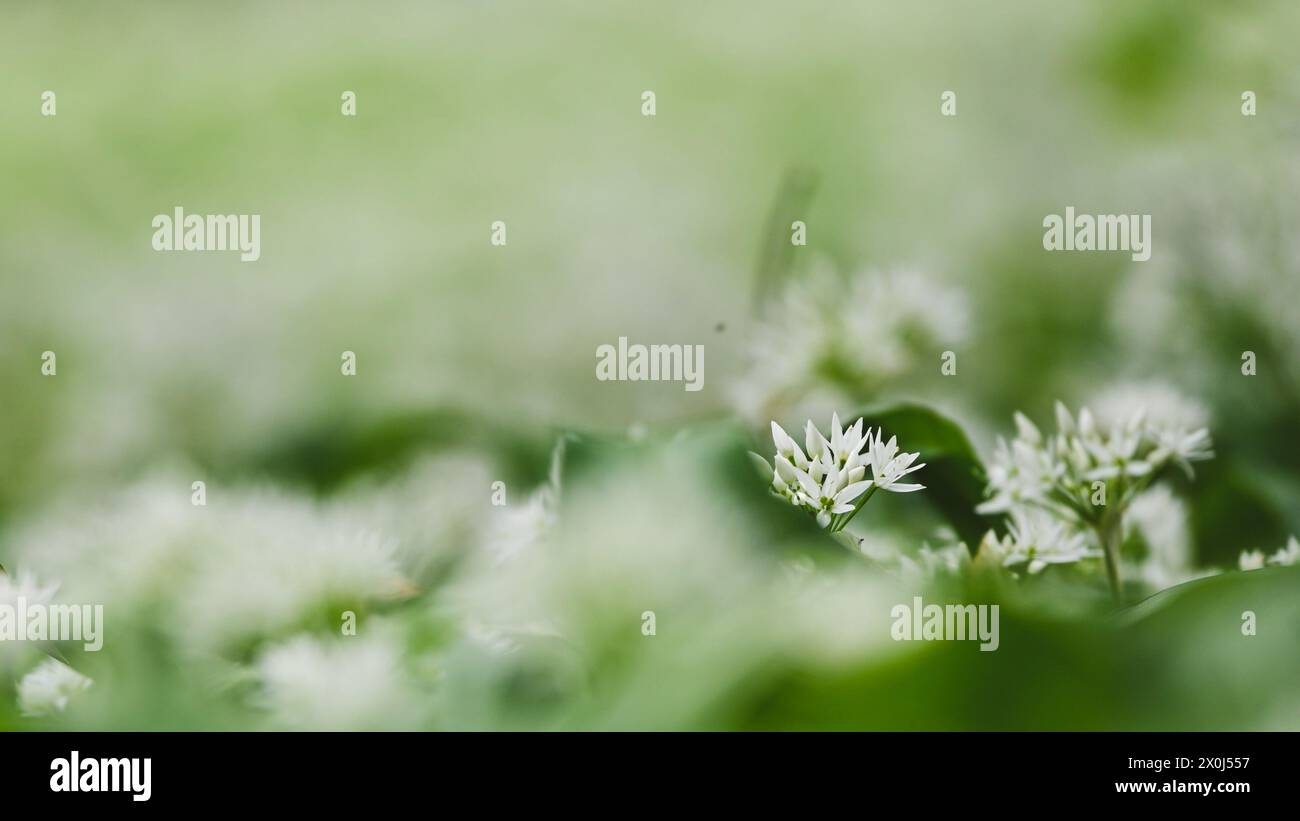 Bel primo piano di allium ursinum Foto Stock