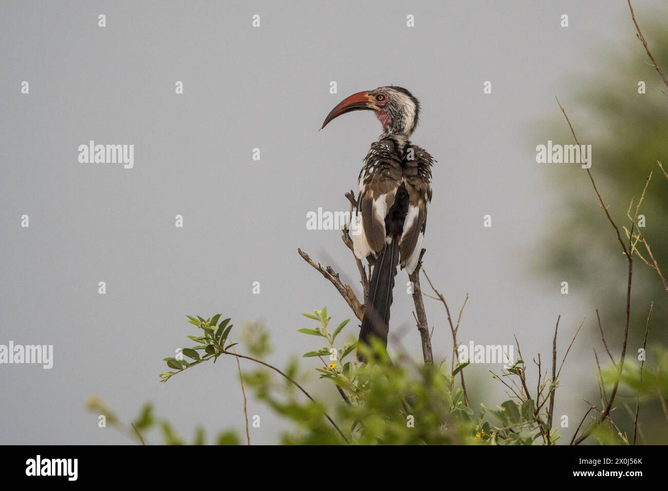 Carpino a becco rosso del sud presso il fiume Boteti, Botswana Foto Stock