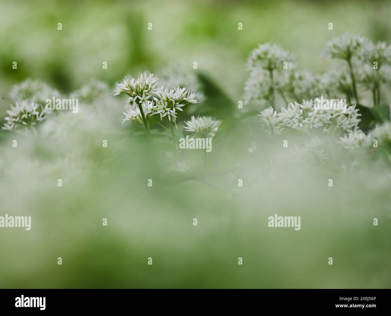 Bel primo piano di allium ursinum Foto Stock